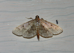 Herpetogramma fluctuosalis