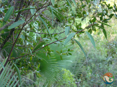 Litsea glaucescens