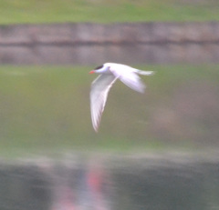Sterna hirundo
