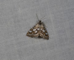 Elophila ekthlipsis