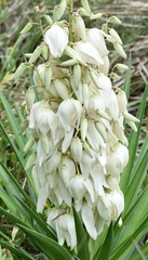 Yucca gloriosa