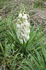 Yucca gloriosa