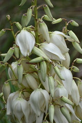 Yucca gloriosa