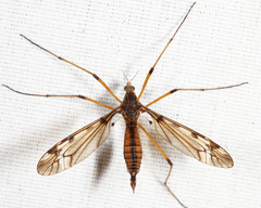 Tipula fuliginosa