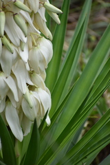 Yucca gloriosa