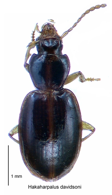 Hakaharpalus davidsoni