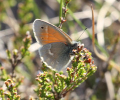 Coenonympha tullia