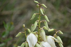 Yucca gloriosa