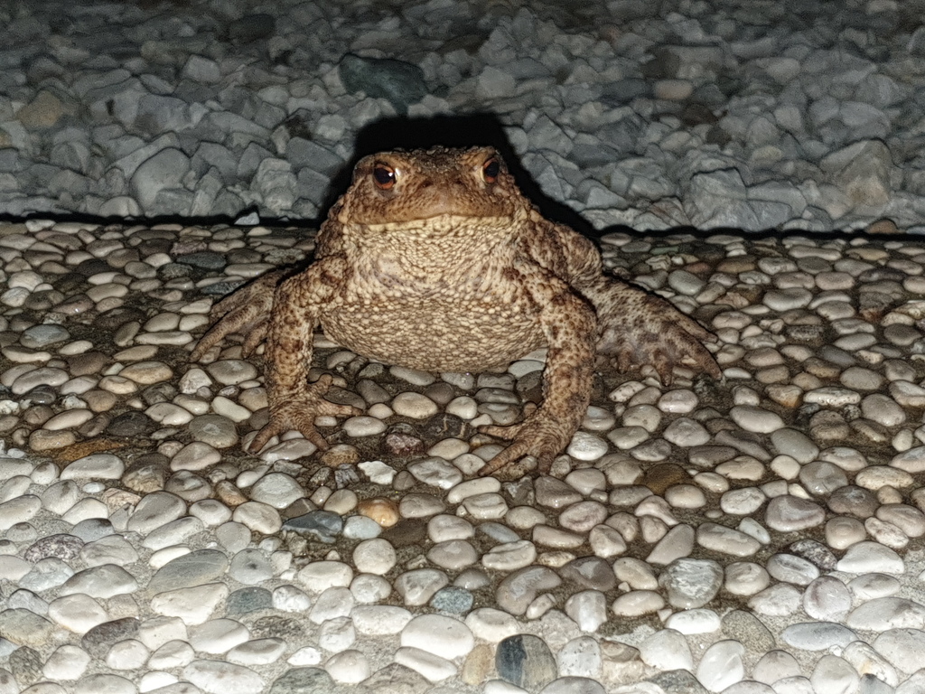 European Toad from Ljubljana, Slovenia on June 19, 2020 at 09:50 PM by ...