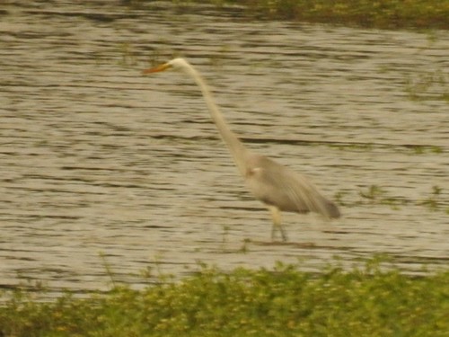 Great Egret Γ Great Blue Heron photographed in Alabama