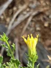 Pegolettia baccaridifolia