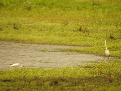 Ardea herodias occidentalis × wardi