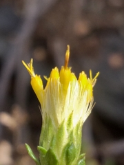 Pegolettia baccaridifolia