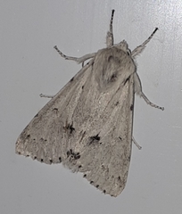 Acronicta vulpina