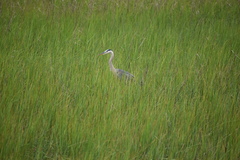 Ardea herodias