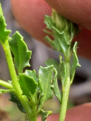 Pegolettia baccaridifolia