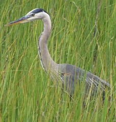 Ardea herodias