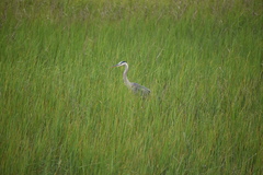 Ardea herodias