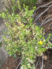 Pegolettia baccaridifolia