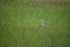 Ardea herodias