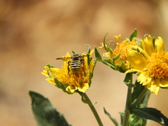 Trachusa timberlakei