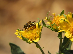 Trachusa timberlakei