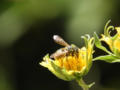 Trachusa timberlakei