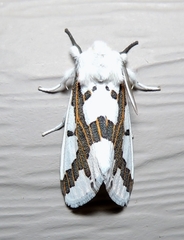 Euerythra phasma