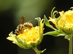 Trachusa timberlakei