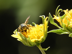Trachusa timberlakei
