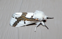 Euerythra phasma