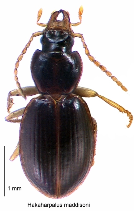 Hakaharpalus maddisoni