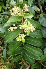 Combretum multinervium