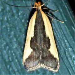 Dichomeris inserrata