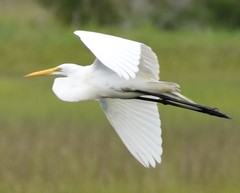 Ardea alba