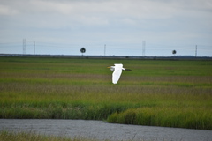 Ardea alba
