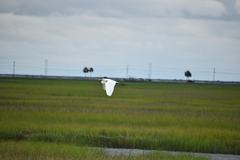 Ardea alba