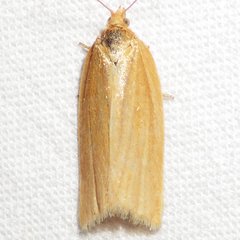 Clepsis clemensiana