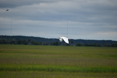 Ardea alba