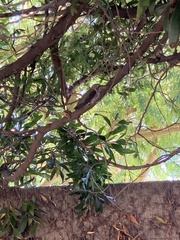 Calypte anna