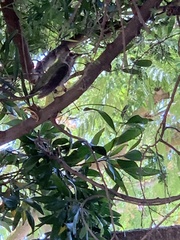Calypte anna