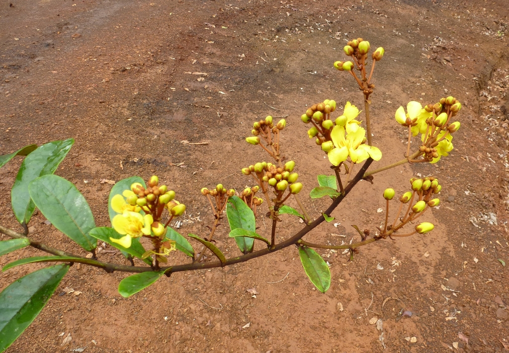Acridocarpus plagiopterus