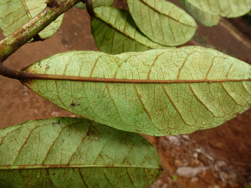 Acridocarpus plagiopterus