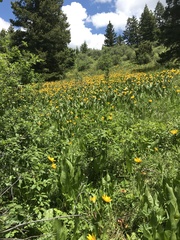Wyethia amplexicaulis