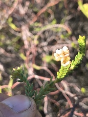 Diosma oppositifolia