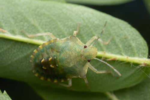 Forest Bug photo 3