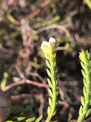 Diosma oppositifolia