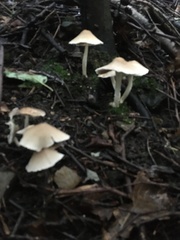 Candolleomyces candolleanus