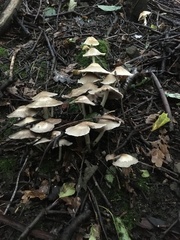 Candolleomyces candolleanus