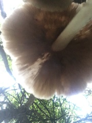 Candolleomyces candolleanus